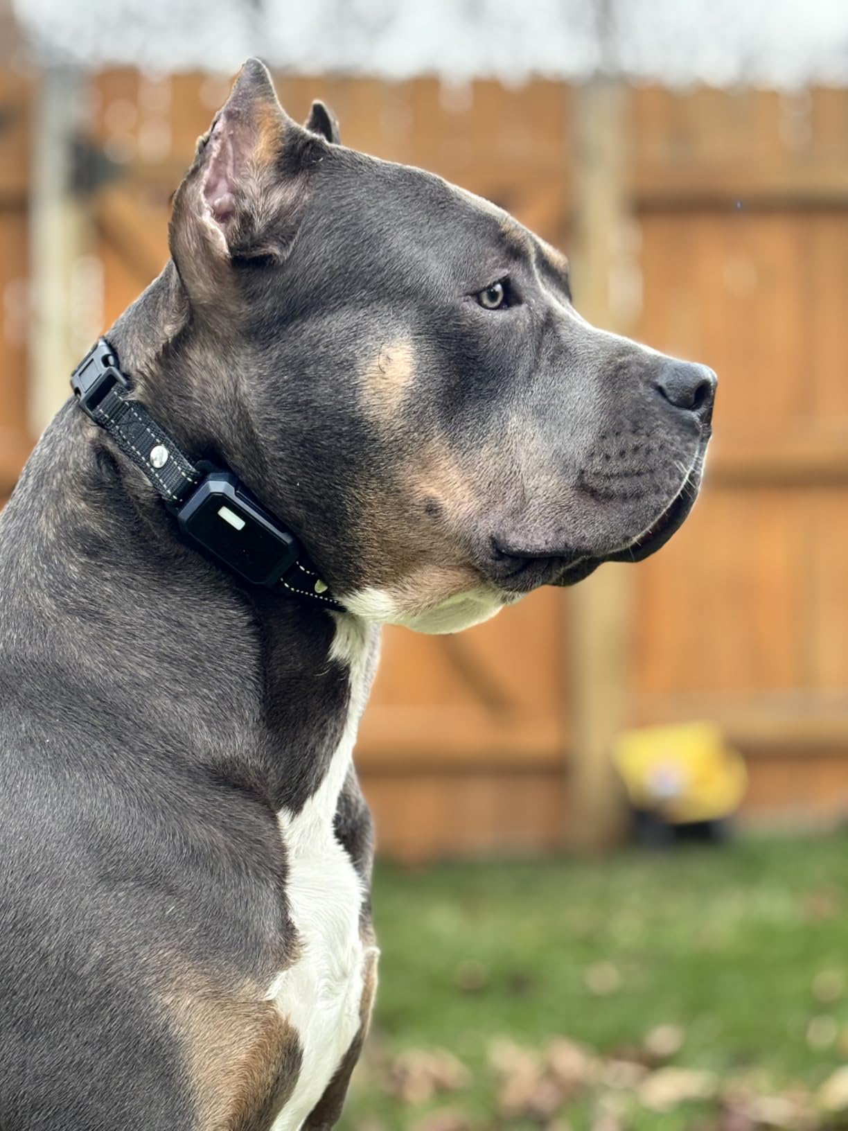 BLACKDOG Military Dog Shock Collar - 4200ft Dog Training Collar with Remote, 4 Training Modes, Flashlight & Strobe, 3-Month Battery, IP67 Waterproof Dog E Collar for All Breeds 5-150lbs (Dark Blue) customer photo 2