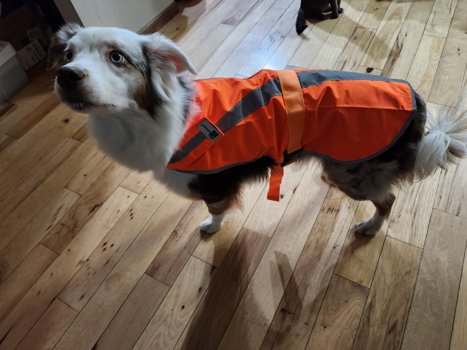 Reflective Dog Hunting Vest - Blaze Orange Safety Vest with Removable Bell, Waterproof and Lightweight (M) customer photo 1