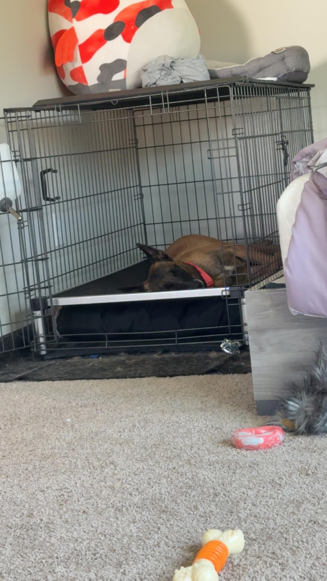 K9 Ballistics Chew Proof Elevated Cooling Dog Bed - Made for Aggressive Chewers, Virtually Indestructible, Ripstop Fabric with No Padding, Pre-Assembled - Large, Seasonal (Old) Black customer photo 1