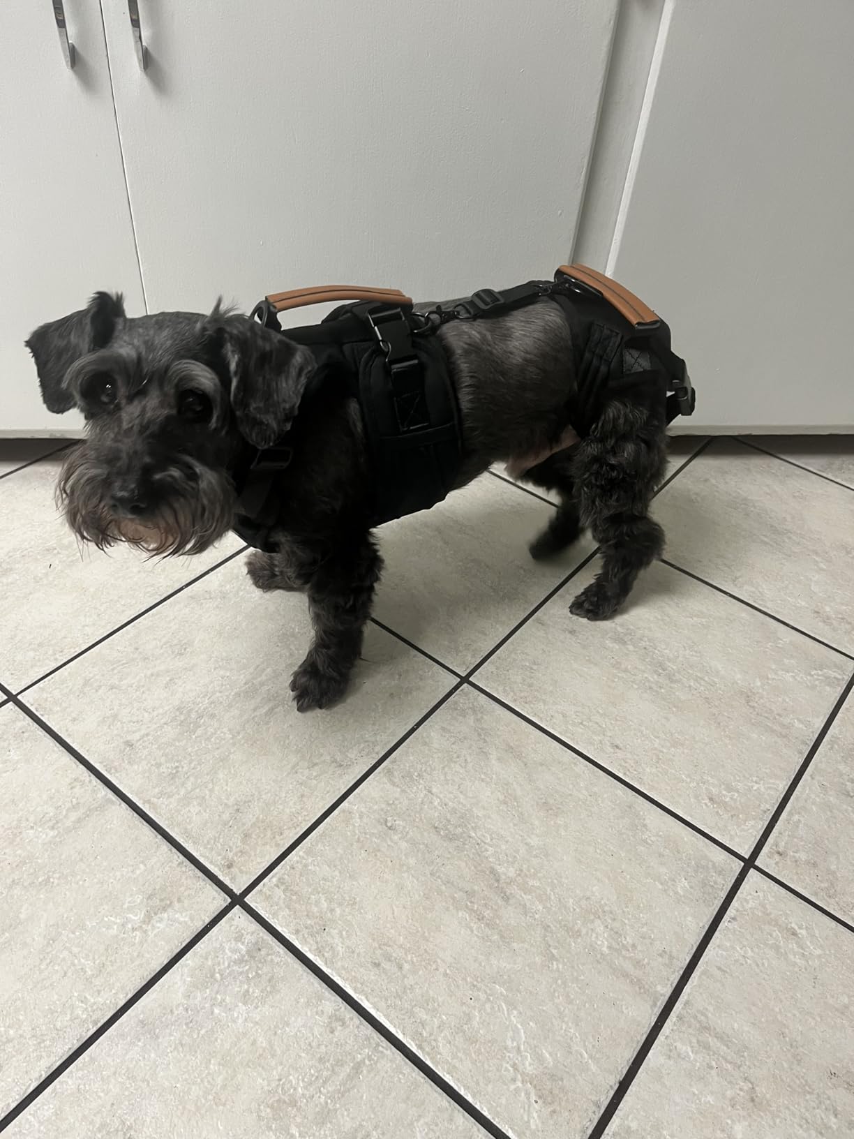 Dog Lift Harness for Male Dogs - 2-in-1 Full Body Support Aid & Sling, Comfortable & Chafe-Free for Post-Surgery Recovery and Elderly Dog Mobility, Hind Leg Assistance, Supports up to 27 Lbs (S) customer photo 1