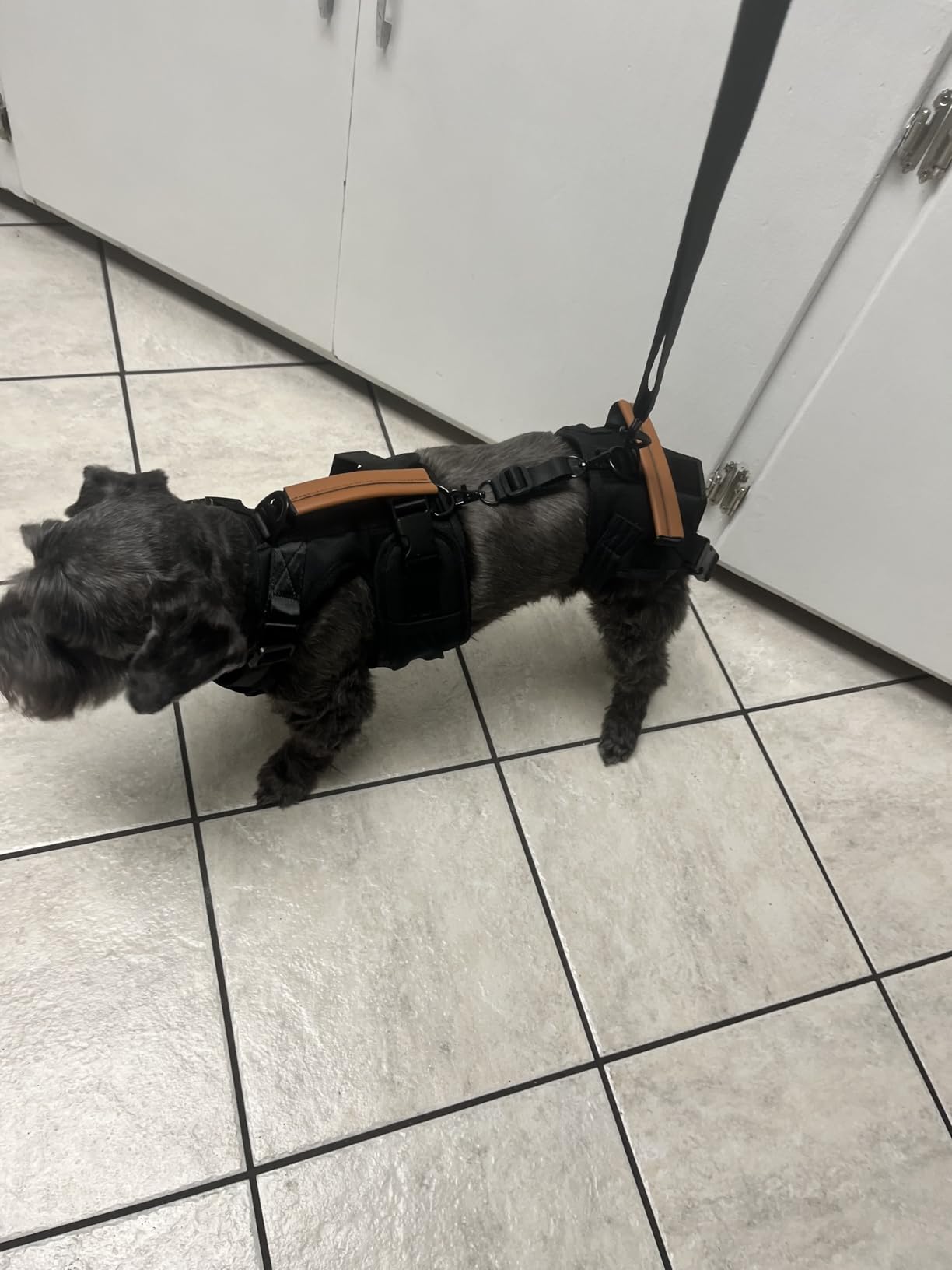 Dog Lift Harness for Male Dogs - 2-in-1 Full Body Support Aid & Sling, Comfortable & Chafe-Free for Post-Surgery Recovery and Elderly Dog Mobility, Hind Leg Assistance, Supports up to 27 Lbs (S) customer photo 2