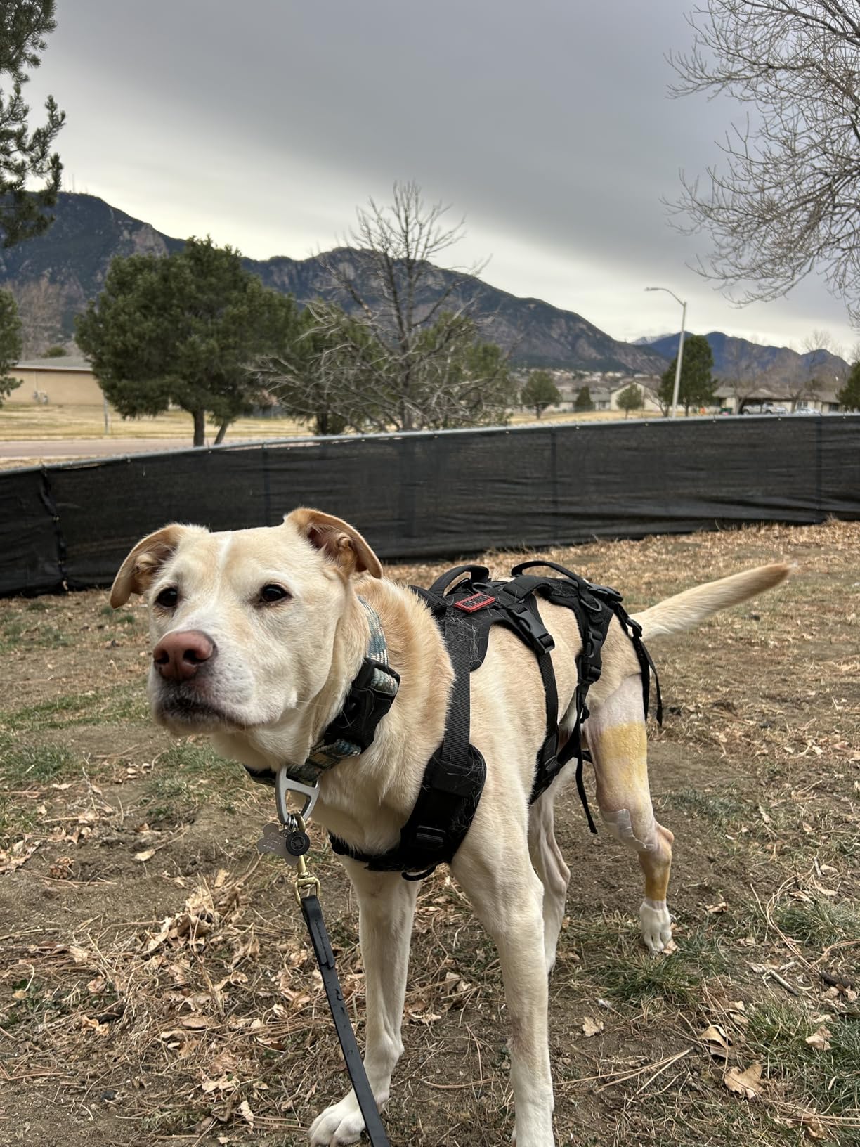 OneTigris Multi-Function Dog Lift Harness, All-Gender Dogs Friendly Design, Full Body Dog Sling Carrier with Three Handles Front/Rear Leg Assist for Arthritis customer photo 1