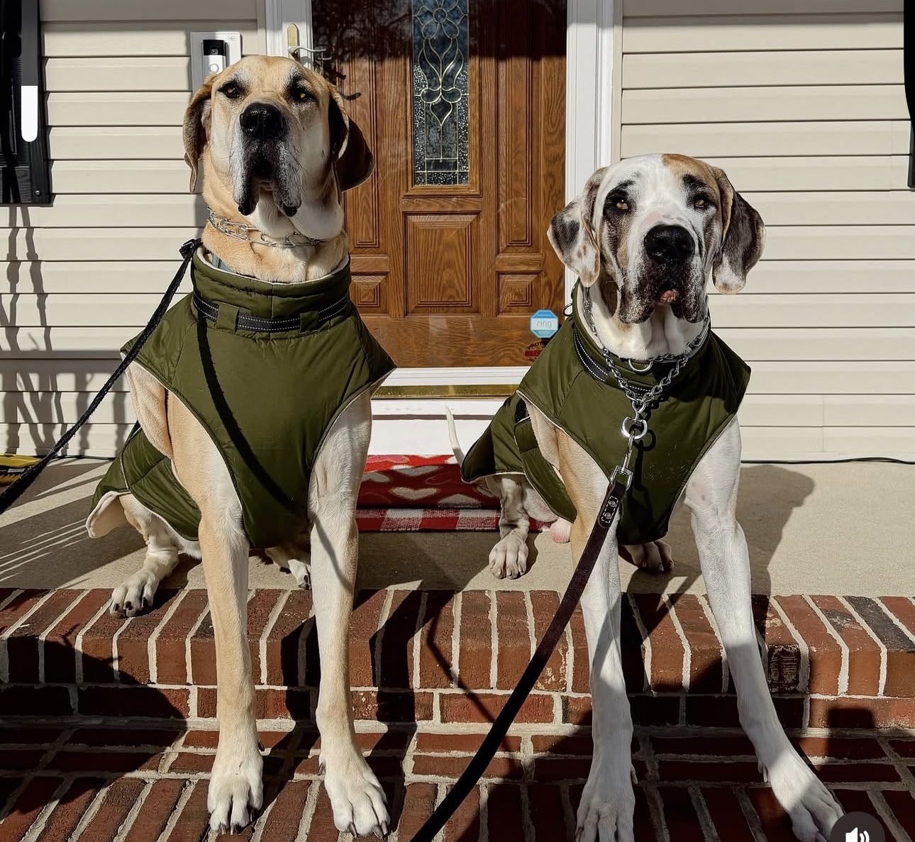 Dog Jackets for Large Dogs, Waterproof Winter Coat with Harness Built-in, Reflective Adjustable Hook&Loop Snowsuit, Warm Cold Weather Coats for Big Dogs Great Dane Doberamn, XXXXL Purple customer photo 1