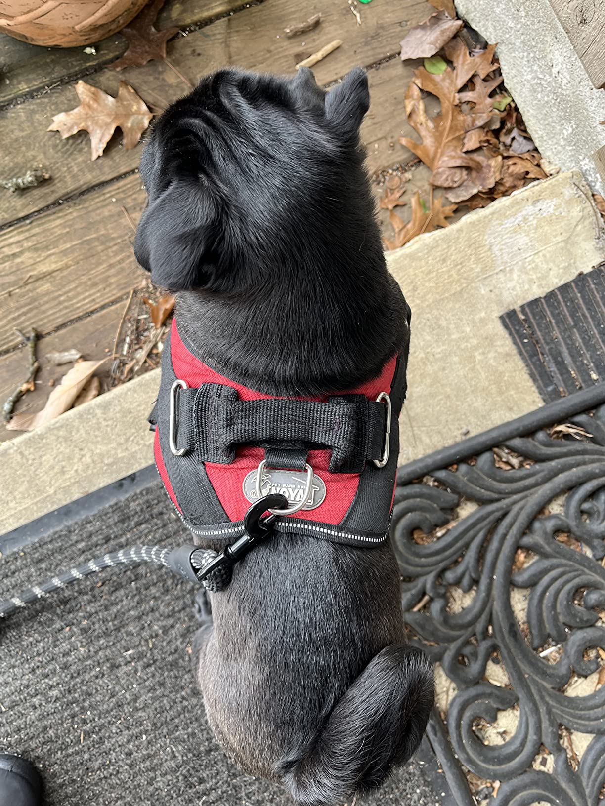 NOYAL Dog Lift Harness Sling, Adjustable Support for Senior Dogs customer photo 1