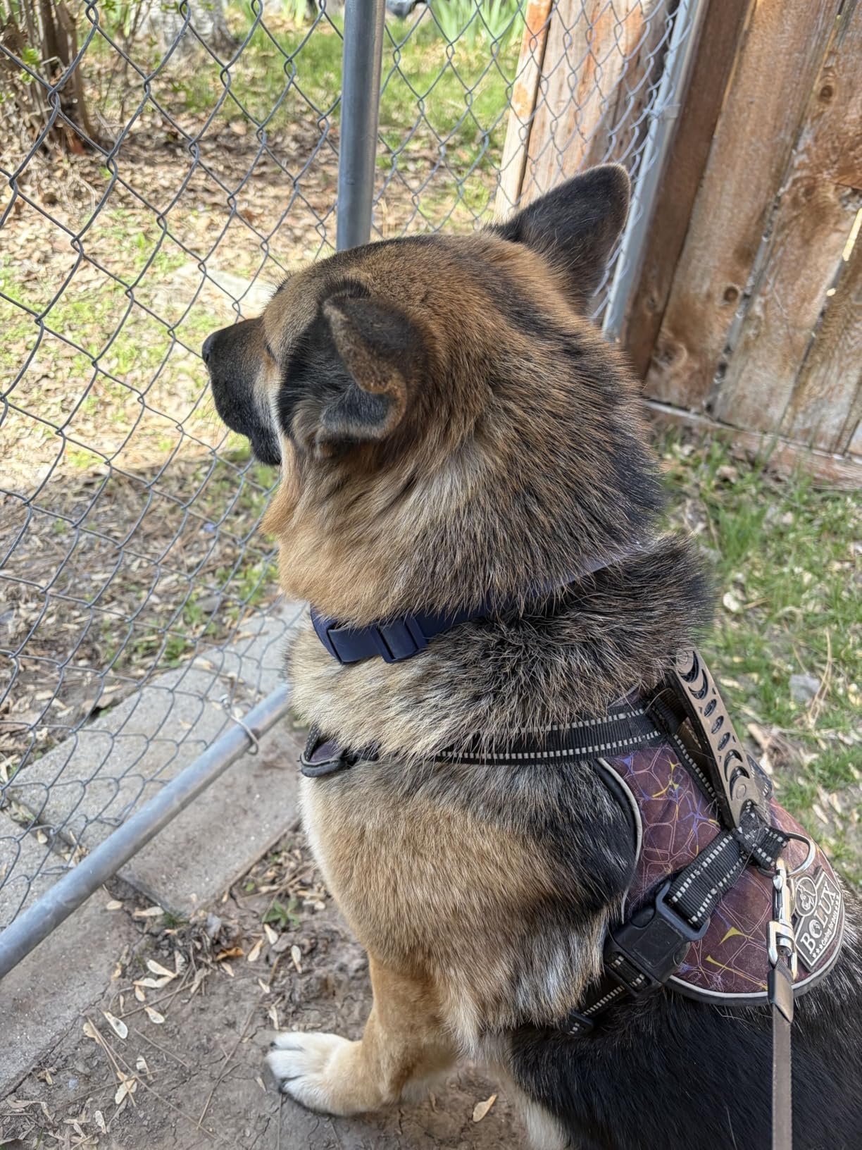 Halo Collar 5 Wireless Dog Fence & GPS Dog Collar, Keep Your Dog Safely Contained Outdoors with App-Controlled Boundaries and Real-Time Tracking, One Size, Midnight customer photo 1