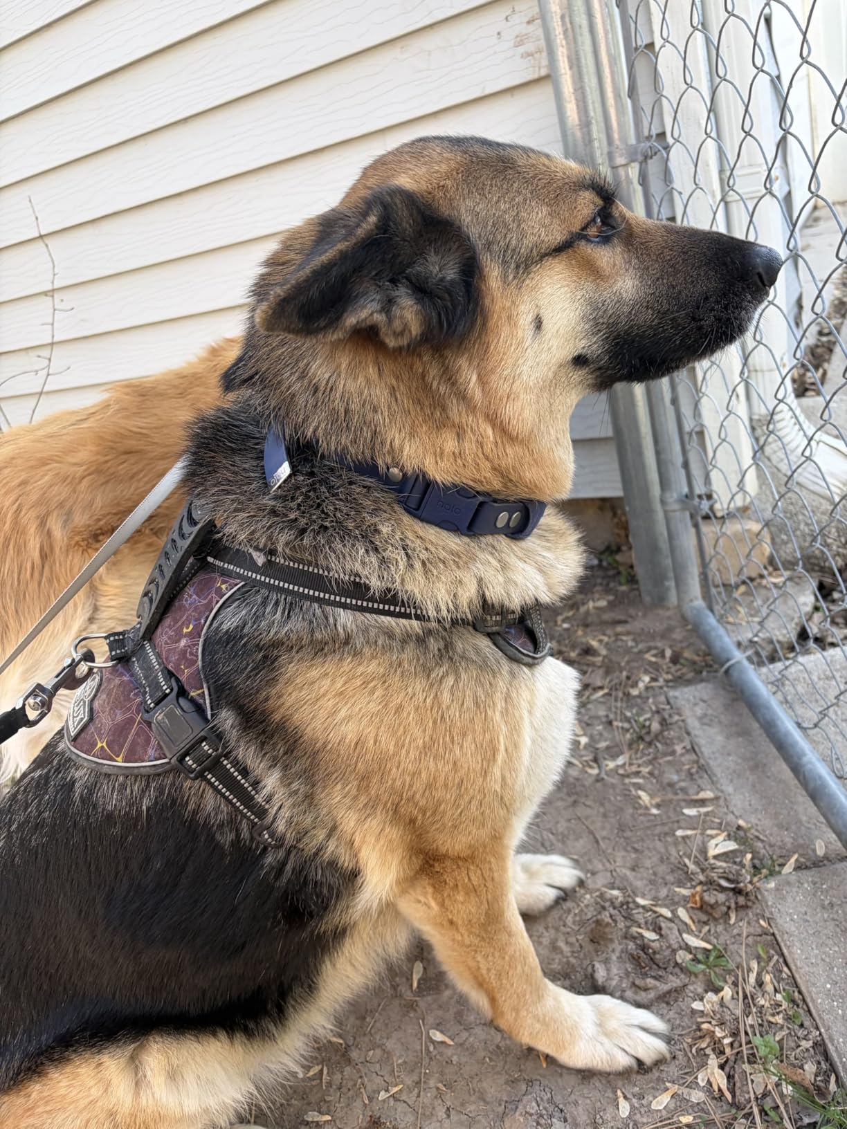Halo Collar 5 Wireless Dog Fence & GPS Dog Collar, Keep Your Dog Safely Contained Outdoors with App-Controlled Boundaries and Real-Time Tracking, One Size, Midnight customer photo 2