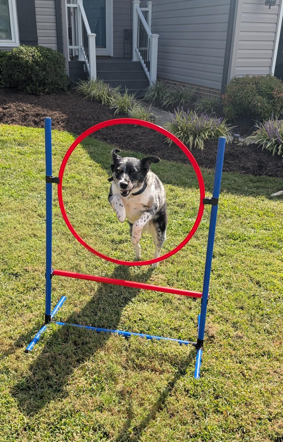 DWVO Dog Agility Accessories Kit: Comprises of a Teaser Pole, 2 Hurdles, 6 Weaving Poles, Agility Tunnel, Pause Box customer photo 1