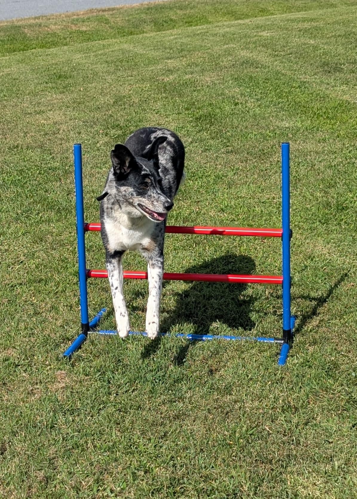 DWVO Dog Agility Accessories Kit: Comprises of a Teaser Pole, 2 Hurdles, 6 Weaving Poles, Agility Tunnel, Pause Box customer photo 2