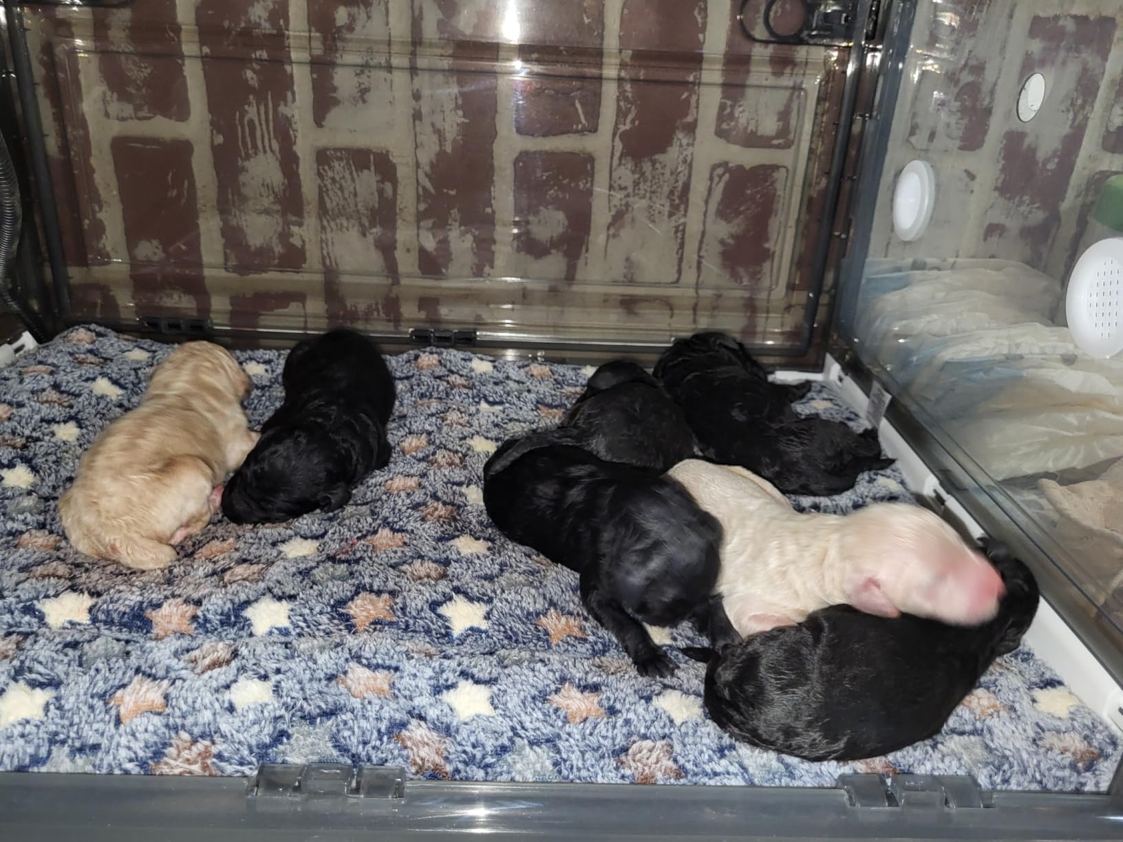 Puppy Incubator with Heating and Fan, Thermostat Controlled to Maintain Comfortable Warmth, Fan Provides Good Ventilation,Ideal Incubator for Puppies and Kittens (86L with Thermostat) customer photo 1