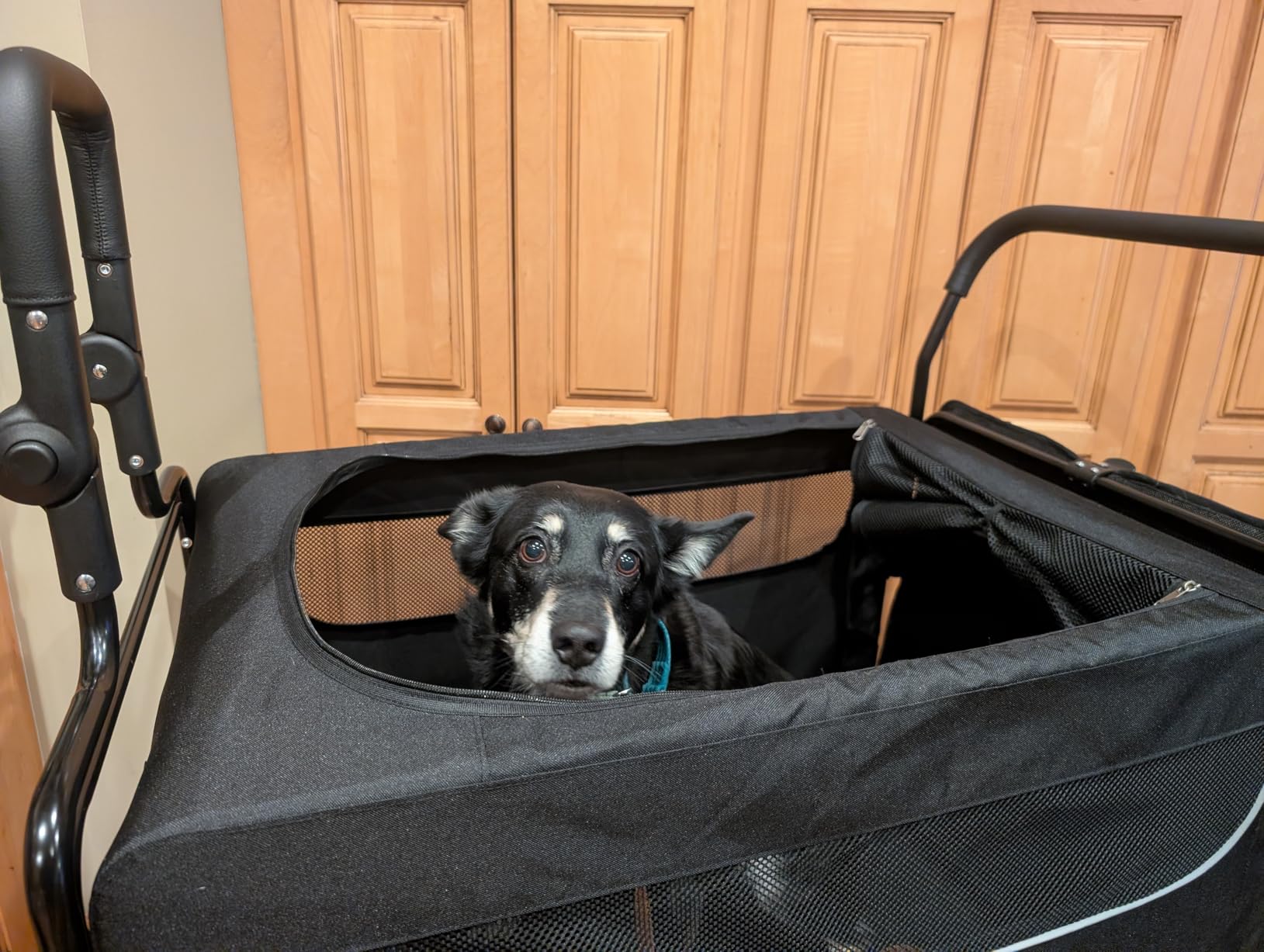 All Terrain Pet Stroller for Medium & Large Dogs with Ramp, Foldable Dog Stroller with Brakes, 3 Entrances, Dual Adjustable Handles with Reversible Push, 160lbs Weight Capacity customer photo 2