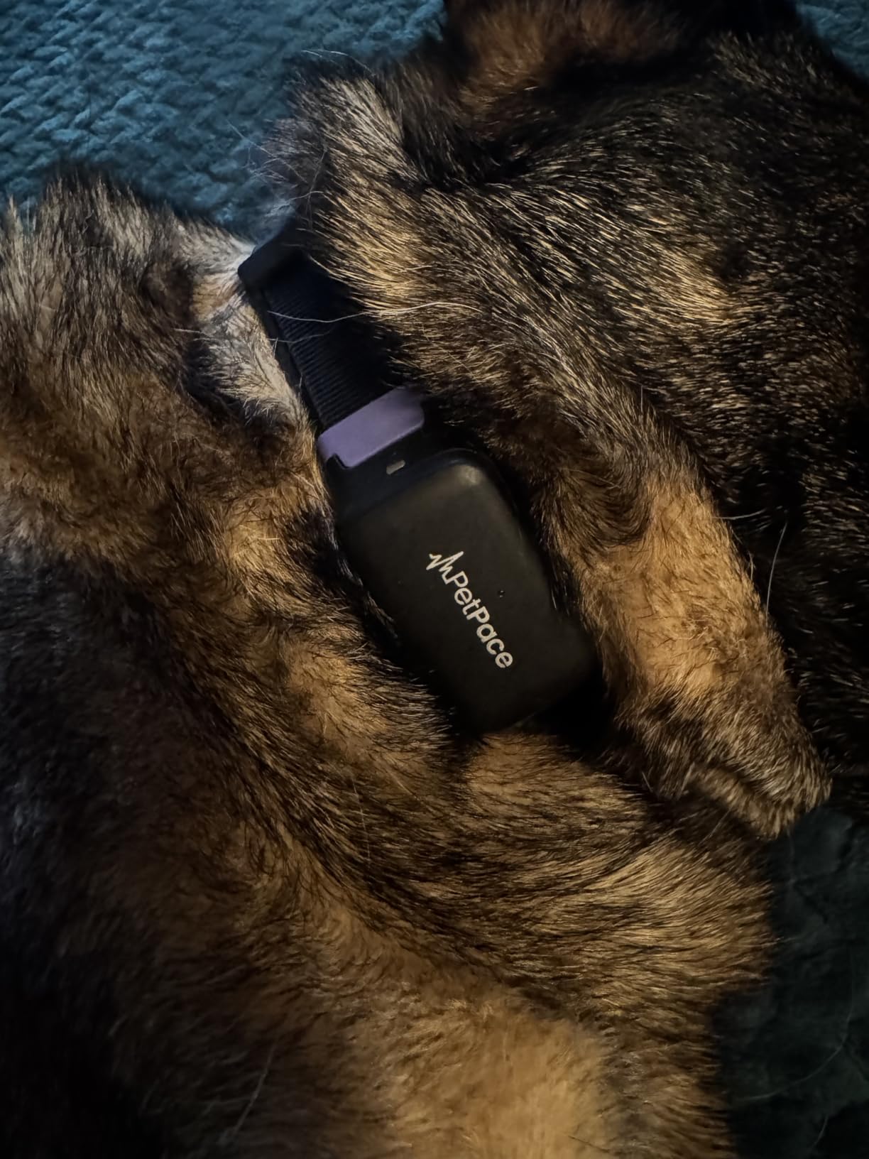 NEW Dog Health Monitor V3.0 by PetPace - AI Smart Collar with 24/7 Vital Signs, Pain & GPS Tracking, Telehealth AskaVet & Share With Your Vet, Smartwatch Sync - Subscription Required (Small) customer photo 1