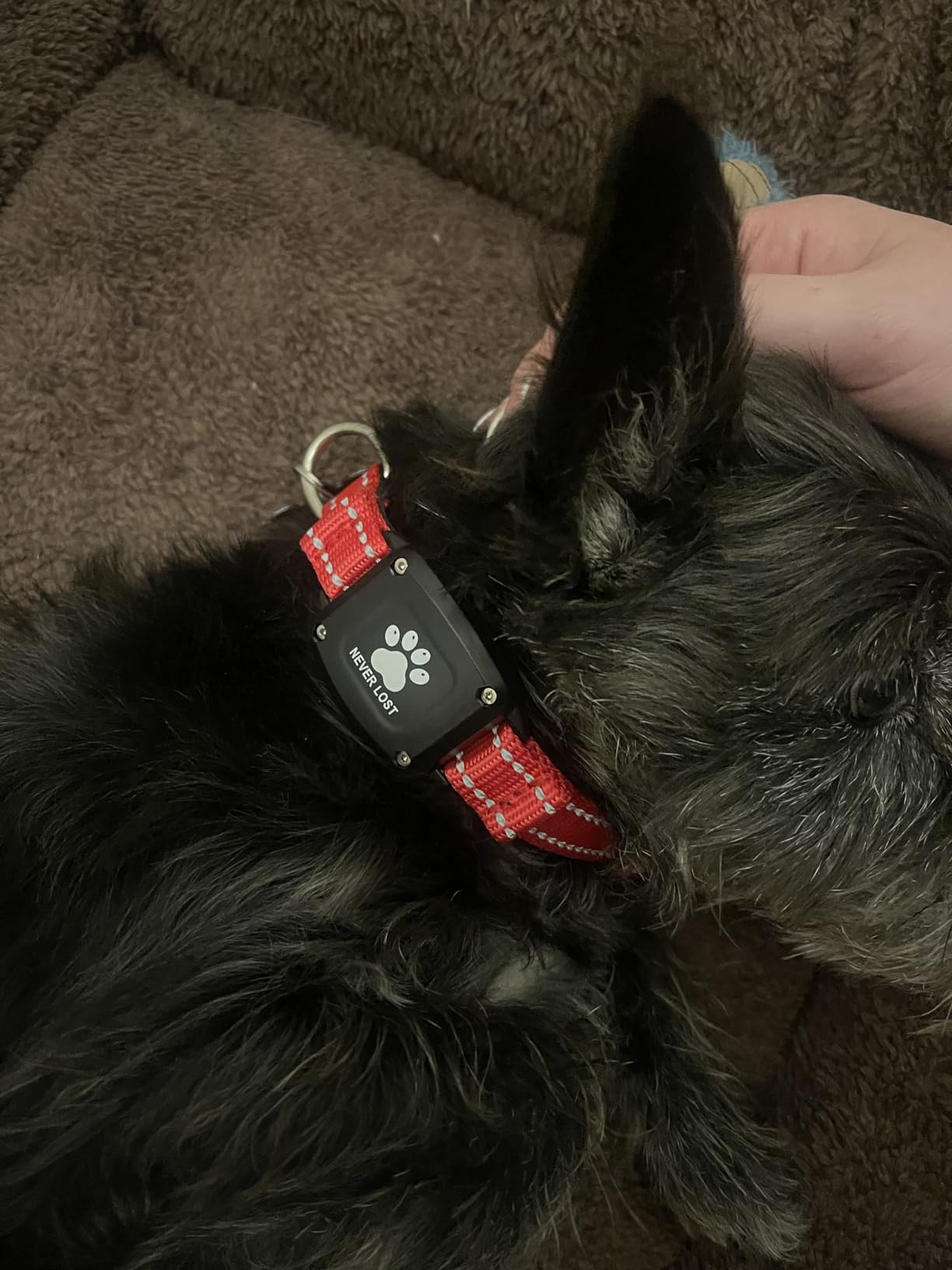 GPS Dog Collar Tracker 2-in-1, Reflective Waterproof Pet Collar, iOS-Only, No Monthly Fees, Unlimited Range, Dog Tracking Collar Pet Tracker, for Small Medium Large Dogs (S, Red) customer photo 2