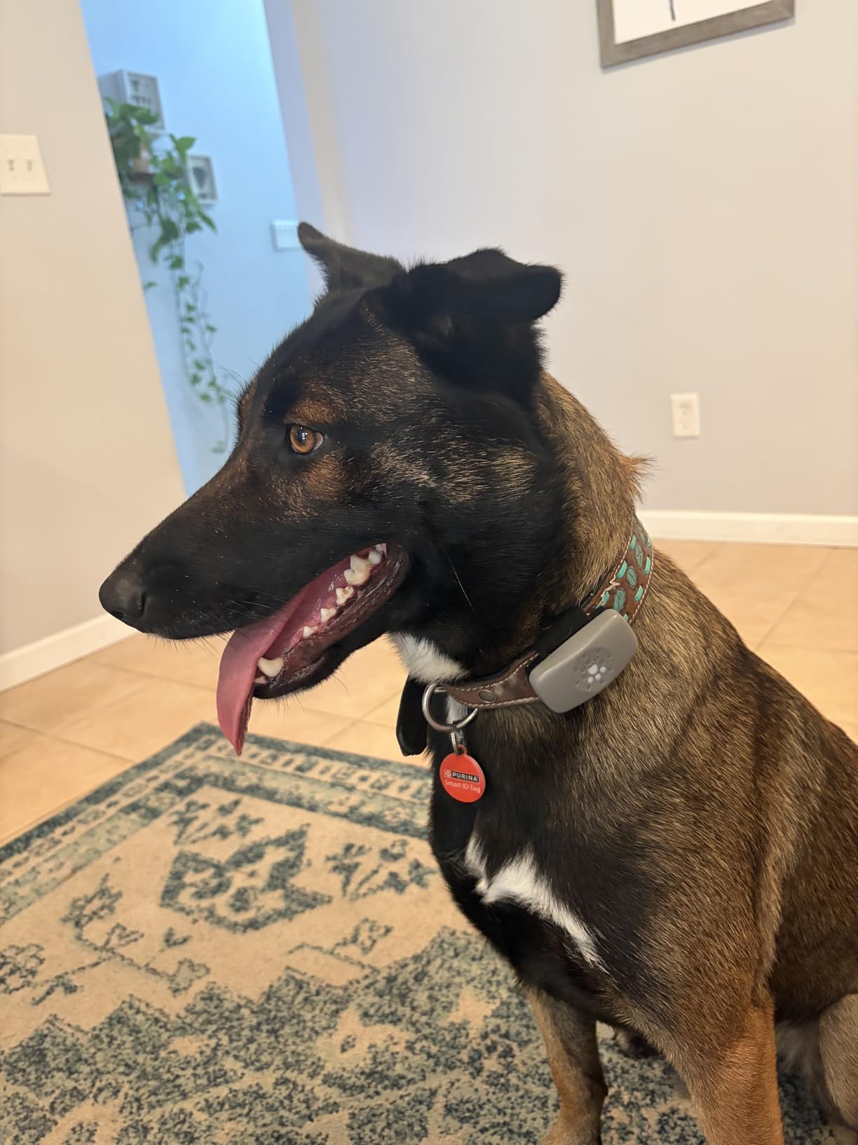 Petivity Smart GPS and Activity Pet Tracker for Dogs Powered by Purina, Waterproof Real Time Tracking GPS Dog Collar, Downloadable App, Subscription Required customer photo 2