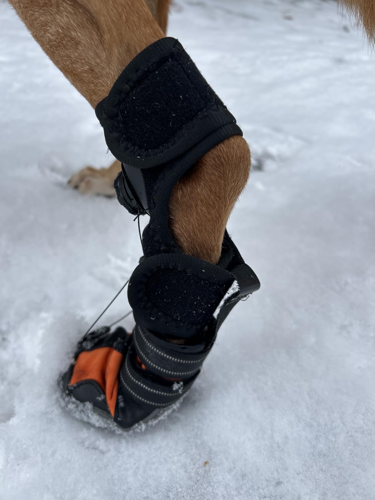 No Knuckling Brace for Dogs - Drop Foot Support with Adjustable Reel, Corrective Outdoor Pet Shoes - Helps Lift Toes for Nerve Conditions, Arthritis & Mobility Issues (M) customer photo 1