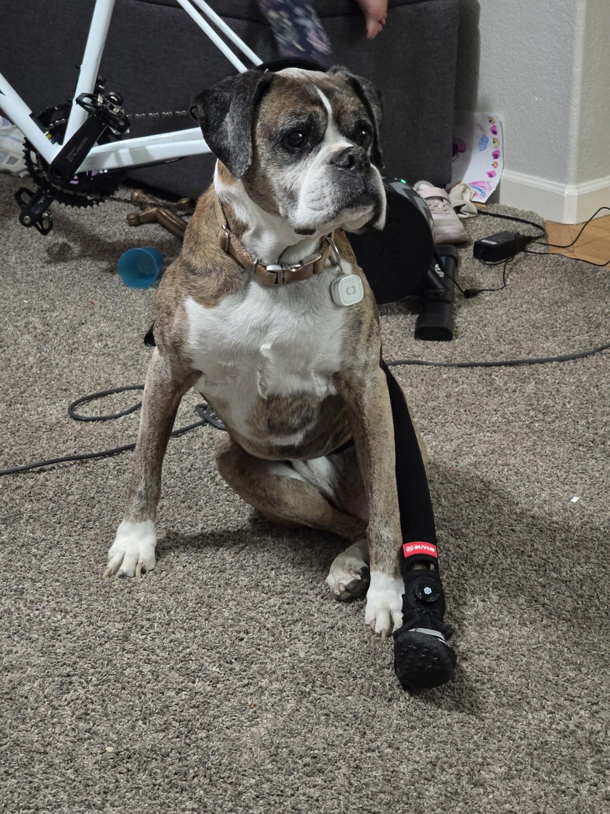 Dog Canine Knuckling Brace Rear Leg Boot with Adjustable Dial for Toe Dragging Cause by Sciatic Nerve Insufficiency, Myelopathy, Herniated Disc (Small, Size 2) customer photo 2