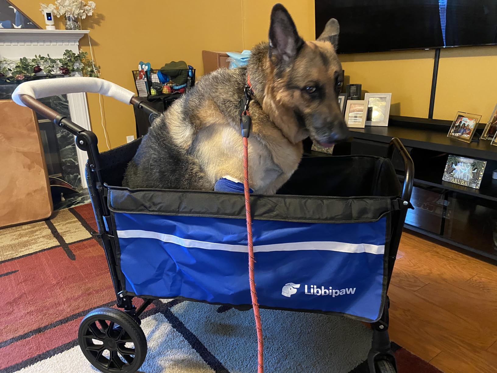 Dog Wagon for Medium Large Dogs up to 200lbs, All Terrain Foldable Large Pet Stroller with Ramp, Dog Wagon Cart with Adjustable Handle & One-Step Brake customer photo 2