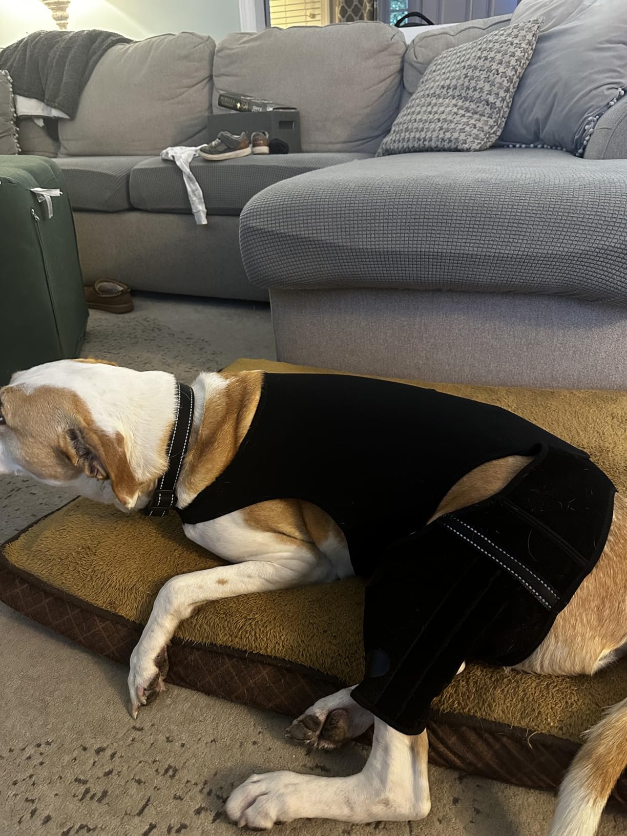 Dog Knee Brace for Torn ACL Hind Leg, Dog Leg Braces for Back Leg Support with 4 Metal Stabilizers Helps with Torn CCL, Luxating Patella, Ligament Injuries, Hip Dysplasia customer photo 1