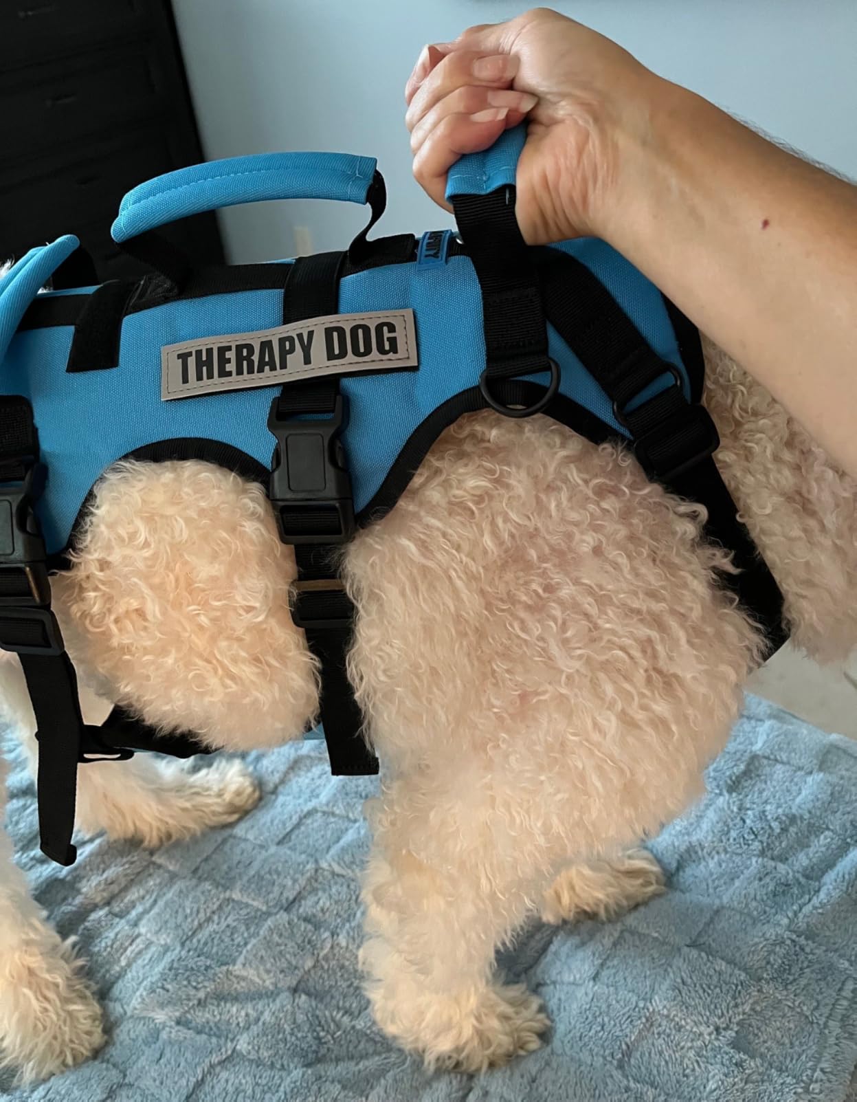 Dog Lift Harness for Large Dogs, Full Body Support Sling with 3 Handles and Shoulder Strap, Carrying Vest for Senior Dogs with Arthritis or Joint Injuries, Stairs Assistance, Blue, X-Large customer photo 2