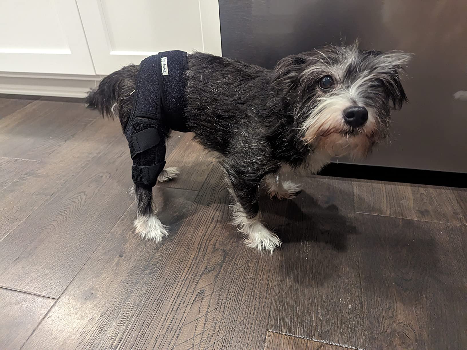 Dog Knee Brace for Torn ACL Hind Leg, Canine Leg Support for ACL/CCL & Cruciate Ligament Conditions, Arthritis Support, Adjustable & Durable customer photo 1