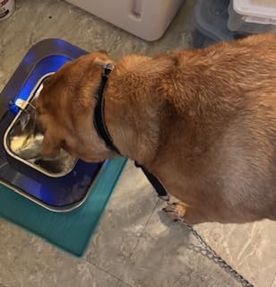 No Spill Dog Water Fountain Stainless Steel for Large Dogs, 8L/2.1Gal Ultra Quiet Pet Water Fountain for Cats Dogs Indoor, Automatic Dog Water Bowl Dispenser customer photo 1