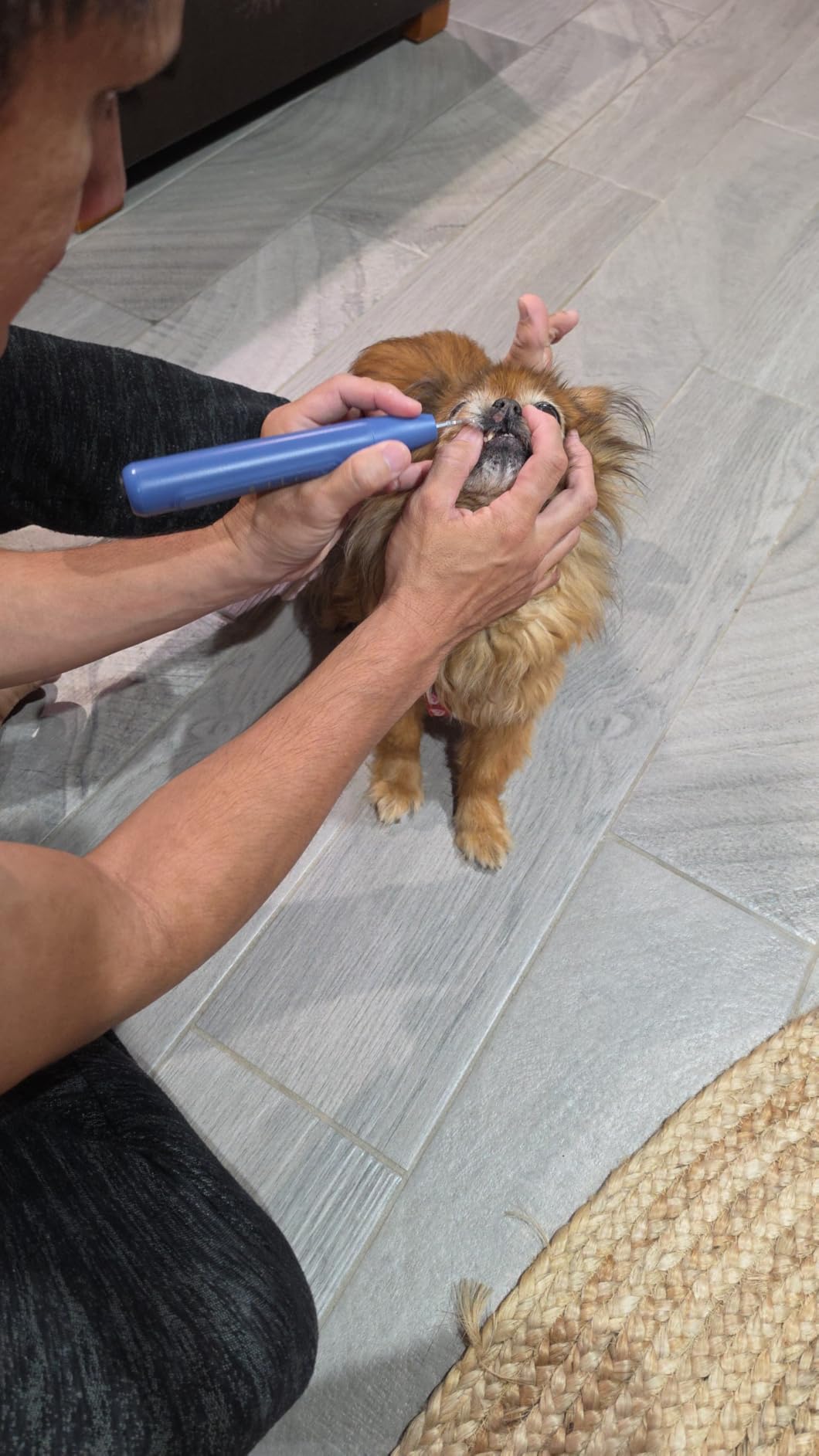 Ultrasonic Dog Plaque Remover Tool, 3 Modes Plaque and Tartar Remover for Dogs, Low Noise Sonic Dog Tartar Remover Dogs Plaque Remover with Toothbrush 2 Cleaning Head for Pet Dental Care, Blue customer photo 2