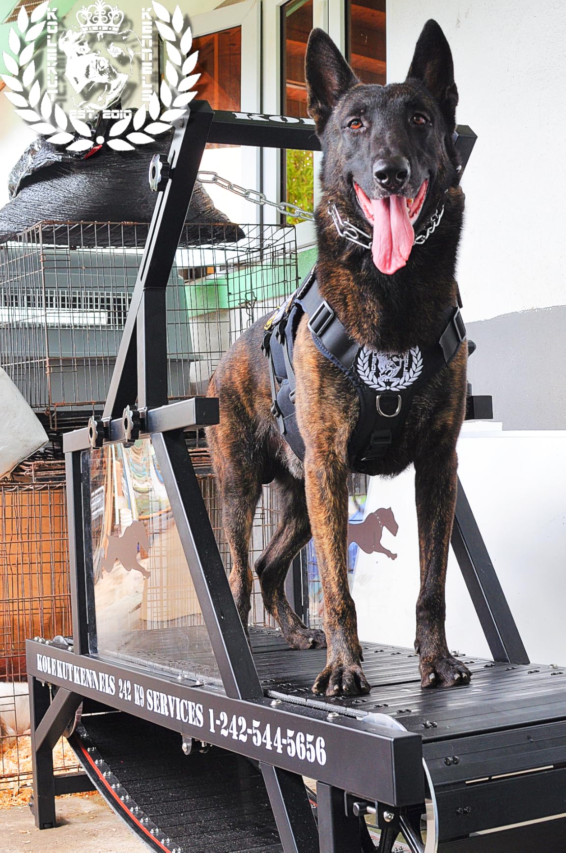 Dog Treadmill, HotFeed Dog Slat Mill for Medium Dogs, Doggy Treadmill with Brake & Plastic Track, Dog Pacer Treadmill to Keep Active and Fit, Up to 250LBS customer photo 2