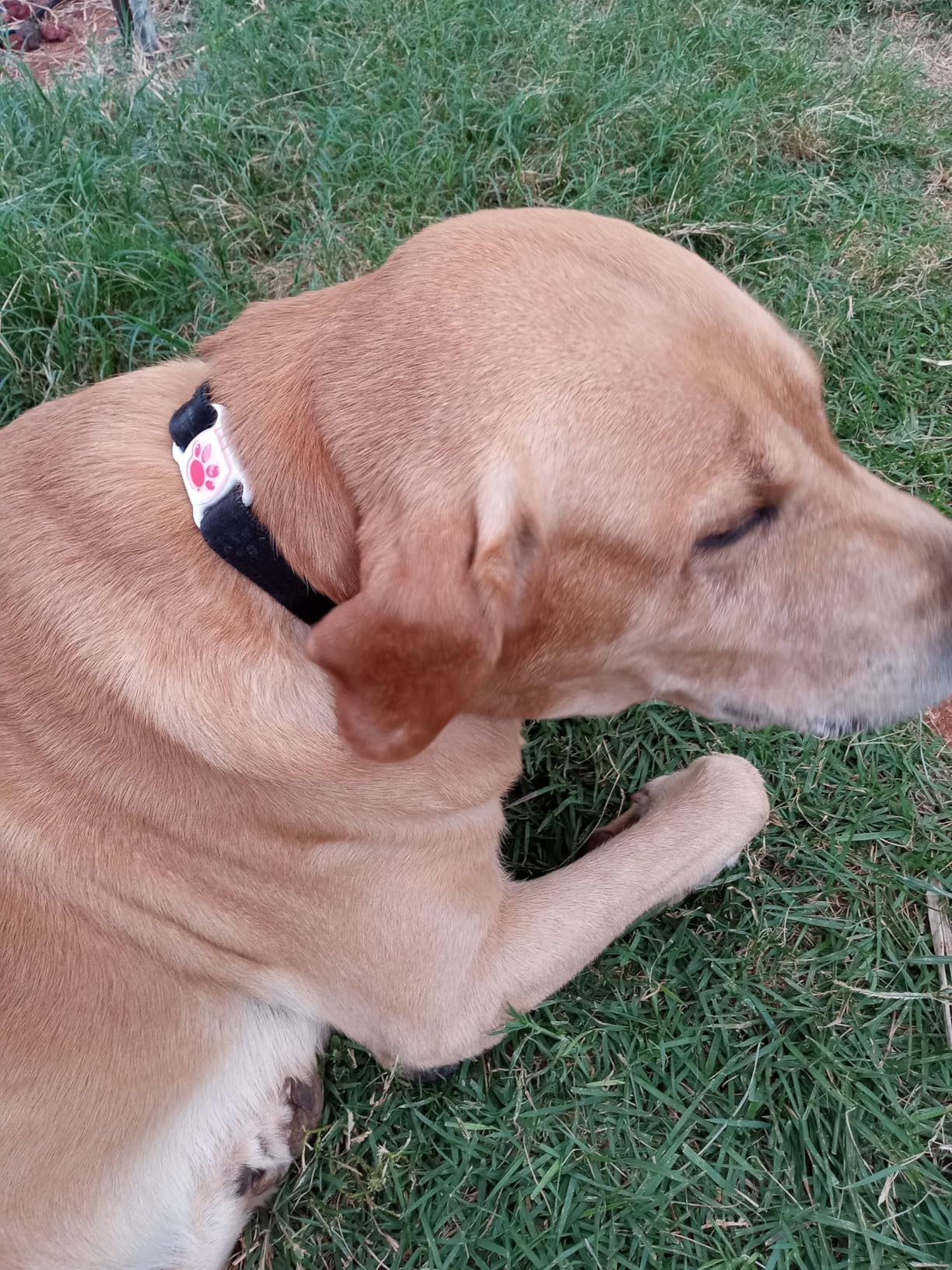 GPS Tracker for Dogs & Cats - No Monthly Fee, Waterproof Real-Time Tracking Collar for Pets, Kids,Luggage & Assets | 365-Day Battery Life | iOS & Android Compatible | Anti-Lost Device customer photo 1