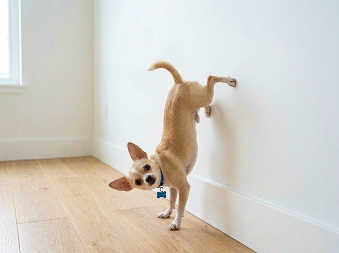 Dog Handstand
