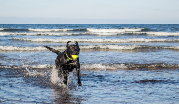 dog-fetch-sea