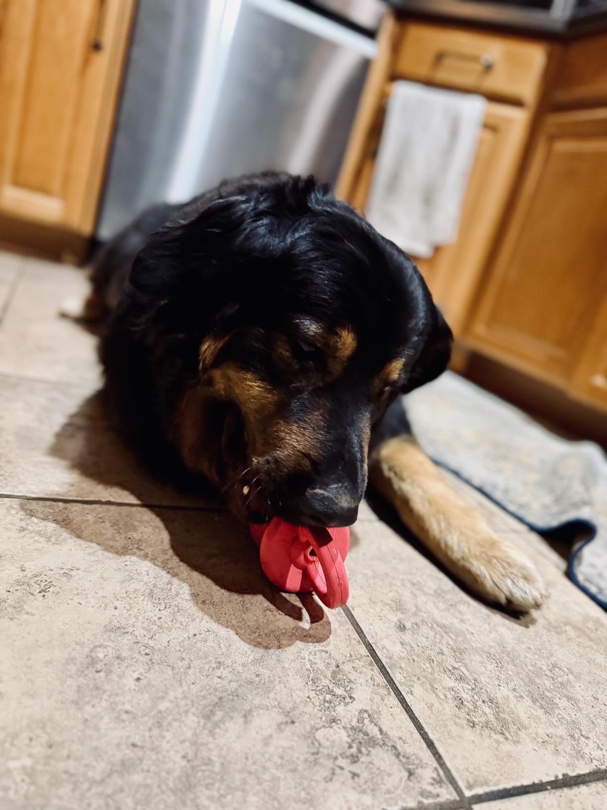 KONG Puppy Binkie - Pacifier Dog Toy for Puppies - Stuffable Treat Chew Toy for Treats - Durable Natural Rubber for Teething Puppy - for Small Puppies - Blue customer photo 2