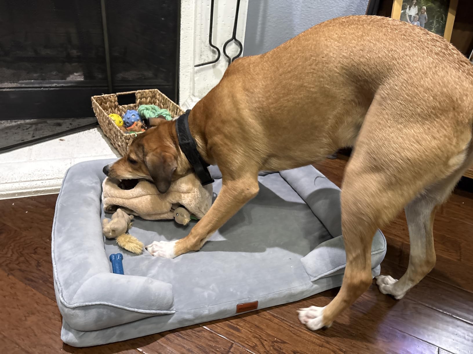 Outward Hound Hide-A-Squirrel Dog Toy - Interactive 2‑in‑1 Plush Puzzle with 3 Squeaky Removable Squirrels, Small customer photo 2