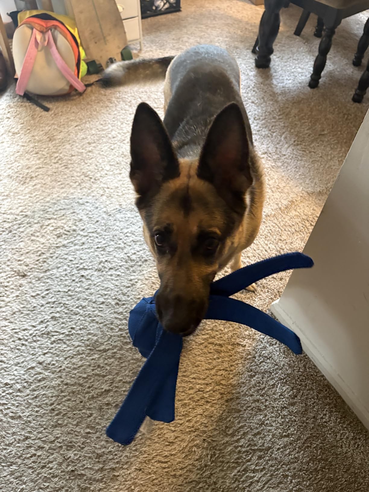 KONG Wubba - Dog Toy for Tug of War & Fetch - Dog Supplies for Puppy & Dog Playtime - Outdoor & Indoor Dog Toy - for XL Dogs - Randomly Provided Color customer photo 1