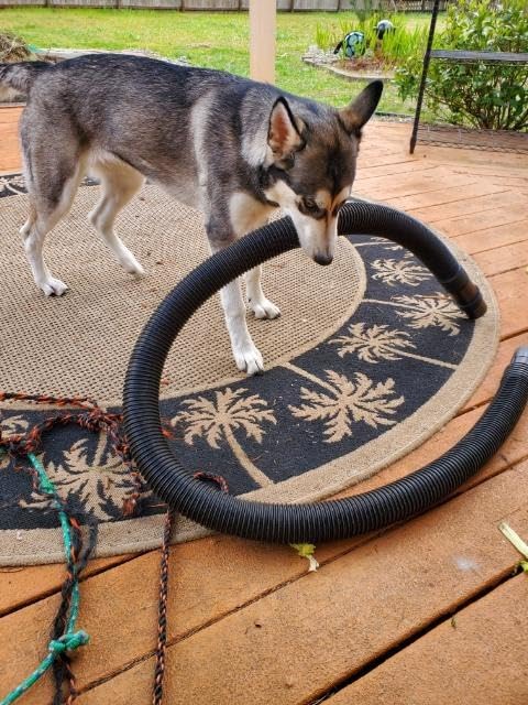 Petmate Large Breeds Dog Kennel, Various Sizes, Dark Gray/Black, Made in USA customer photo 2