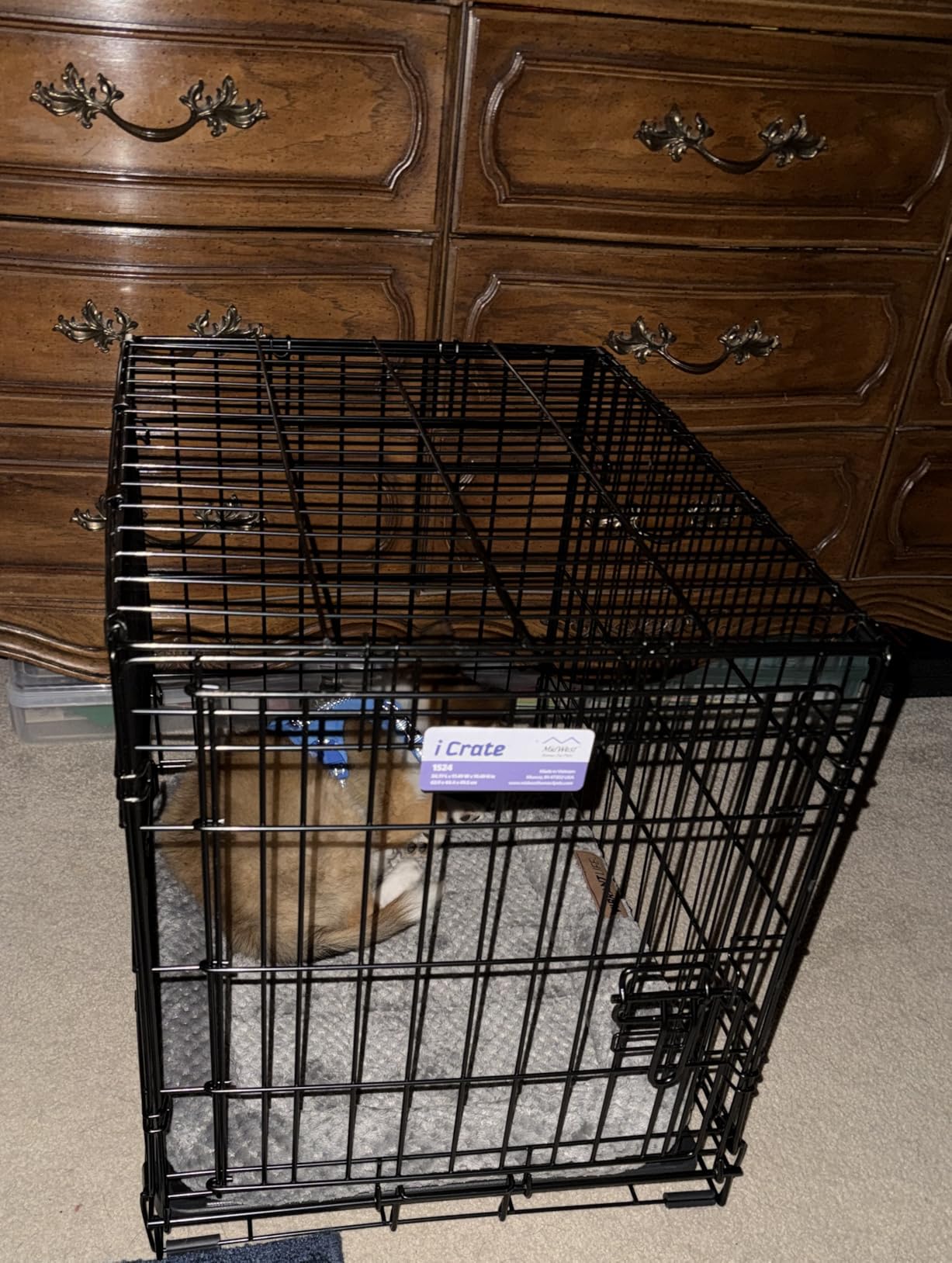 MidWest Homes for Pets 24-Inch iCrate for Small Breeds, 12-20 lbs, Single Door Folding Dog Crate with Divider Panel, Leak-Proof Tray & Secure Latch, Portable, Durable & Easy to Assemble customer photo 1