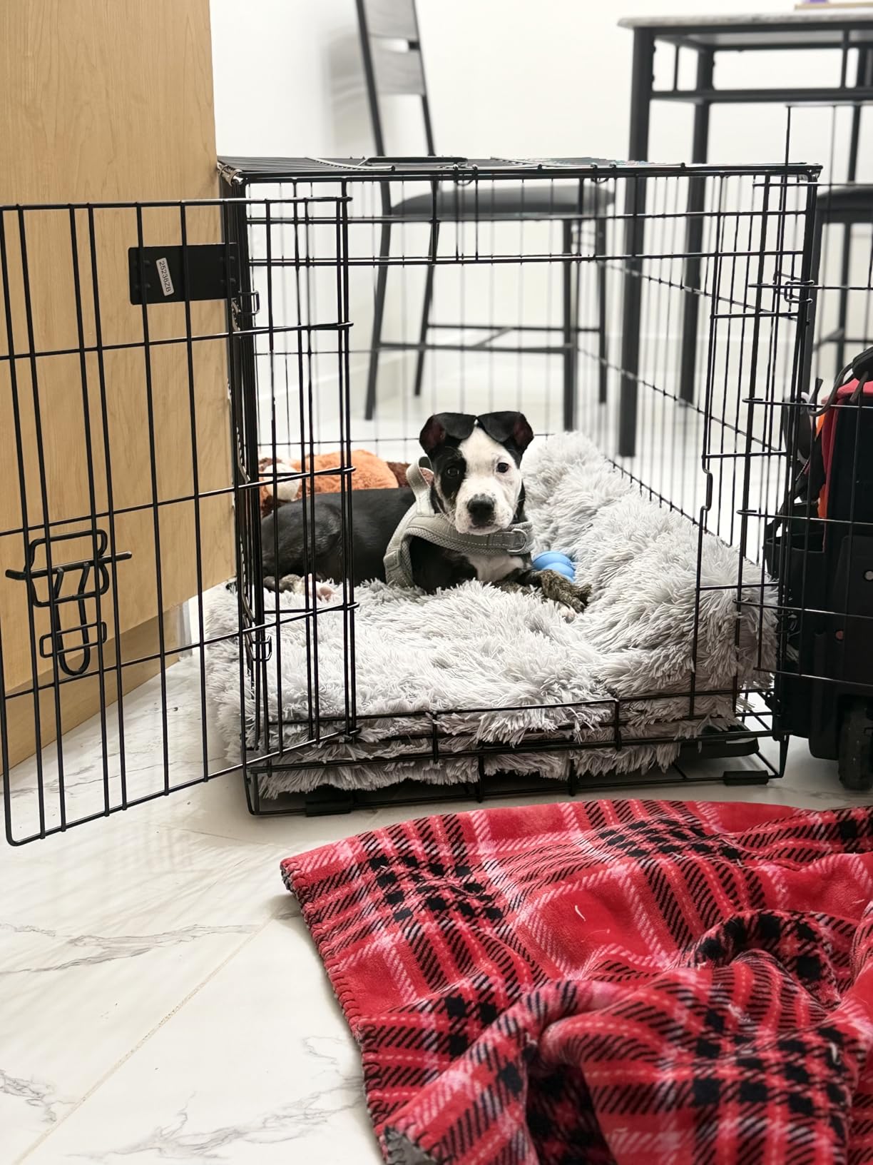 MidWest Homes for Pets 48-Inch iCrate for Extra-Large Breeds, 90-110 lbs, Double Door Folding Dog Crate with Divider Panel, Leak-Proof Tray & Secure Latches, Portable, Durable & Easy to Assemble customer photo 1