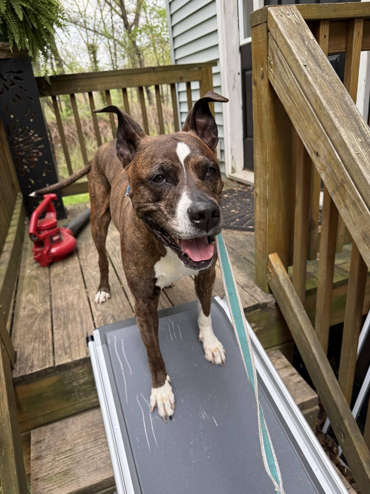 PetSafe Happy Ride Telescoping Dog Ramp, Portable Pet Ramp for Cars, Trucks & SUVs with Adjustable Sizing customer photo 1