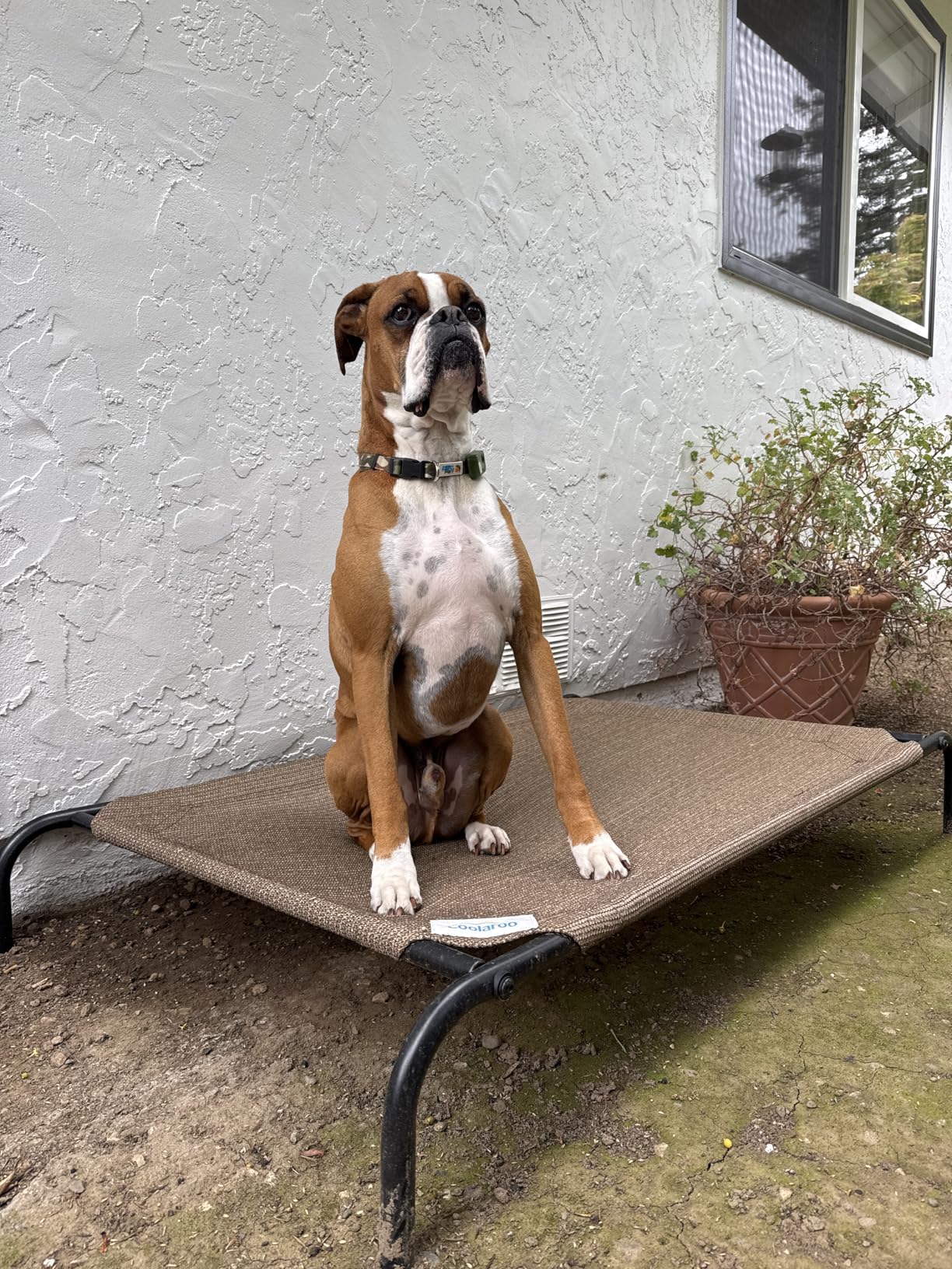 Coolaroo Original Elevated Dog Bed - Breathable Off-The-Ground Pet Bed with Cooling Fabric, Grey, Large customer photo 2