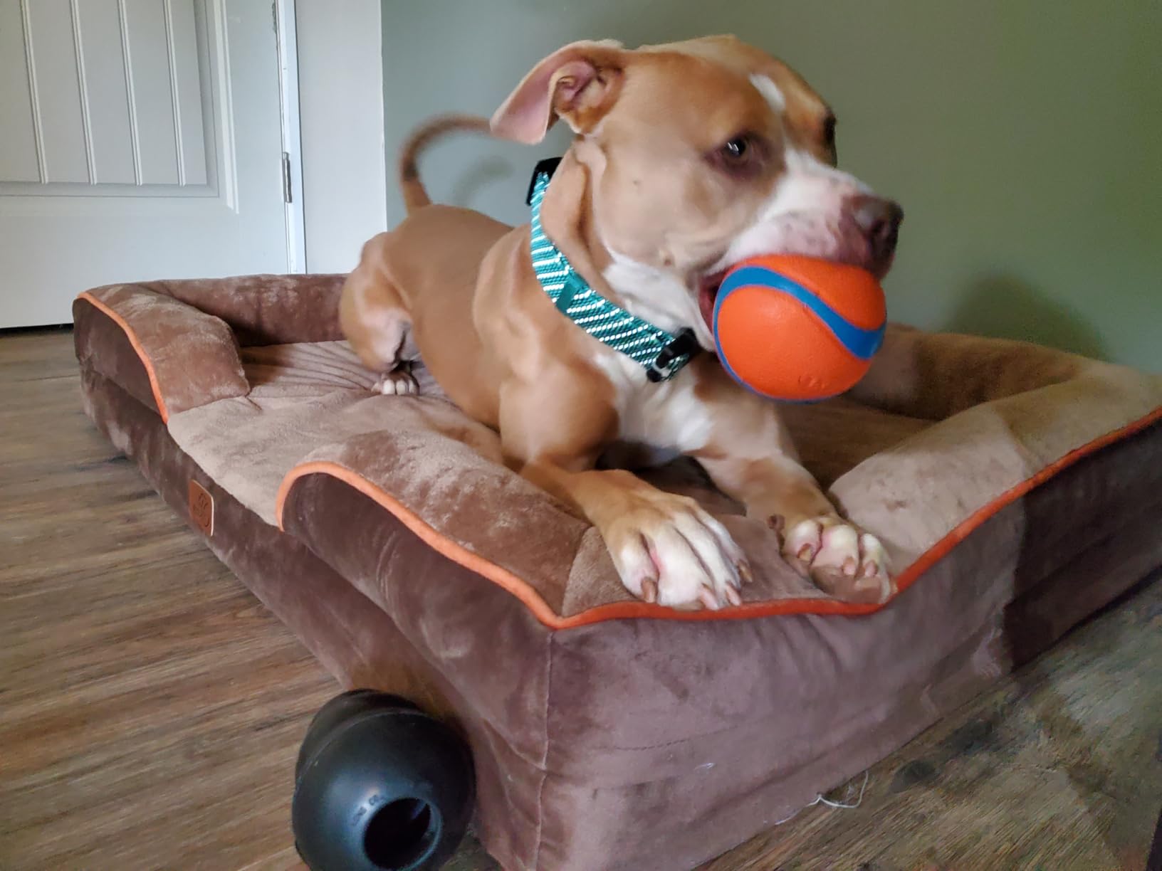 Chuckit! Ultra Ball Dog Toy - Size Large - For Dogs 60-100 lbs - Made from Durable Rubber - Super Bouncy - Floats in Water - 3-inch Diameter - Pack of 1 customer photo 1
