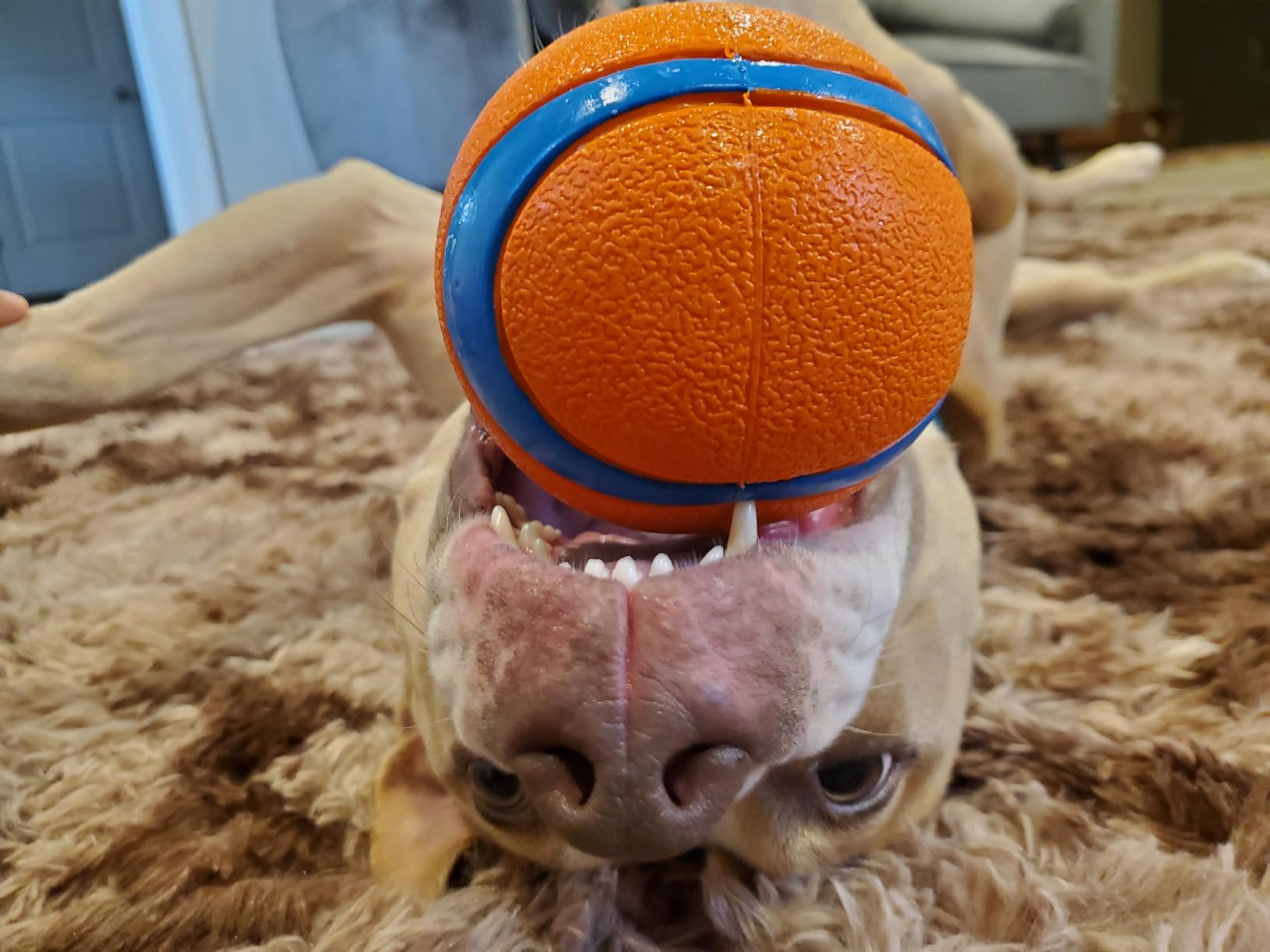 Chuckit! Ultra Ball Dog Toy - Size Large - For Dogs 60-100 lbs - Made from Durable Rubber - Super Bouncy - Floats in Water - 3-inch Diameter - Pack of 1 customer photo 2