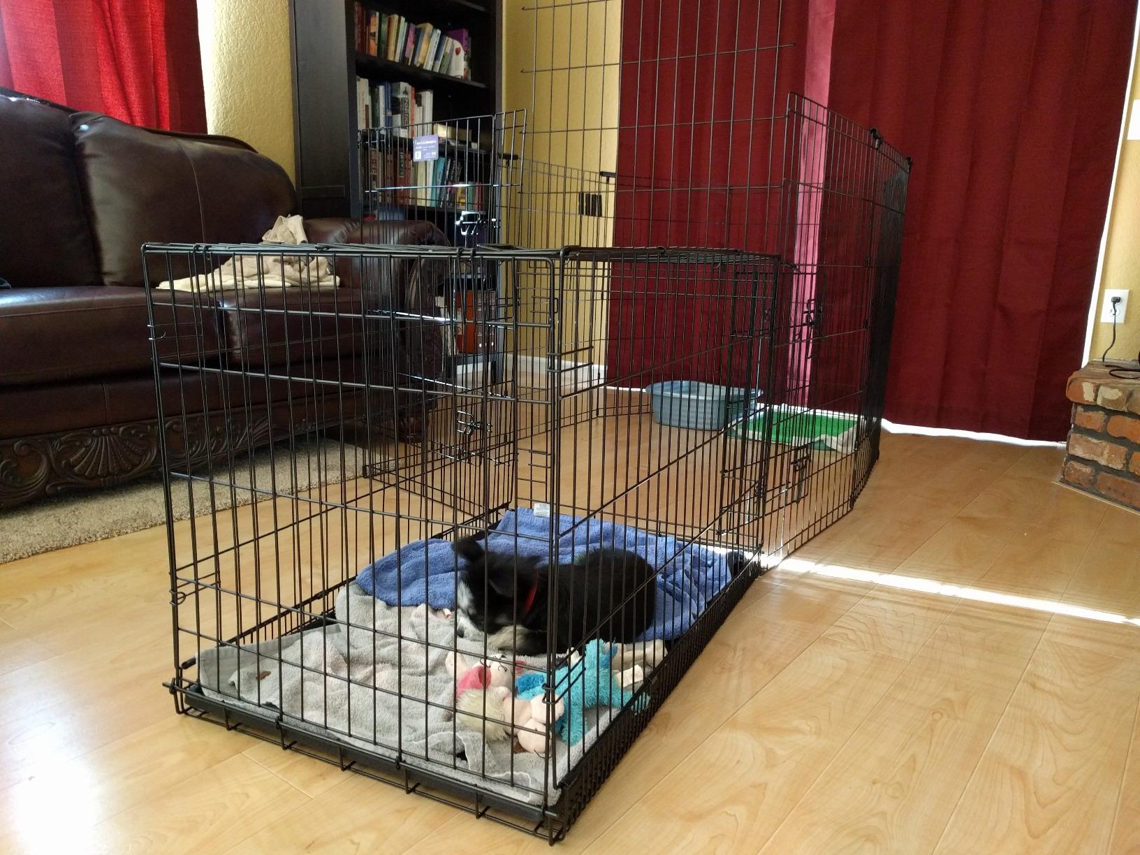 MidWest Homes for Pets 24-Inch Exercise Pen, Single Door Folding Dog Pen, Indoor and Outdoor Use customer photo 1