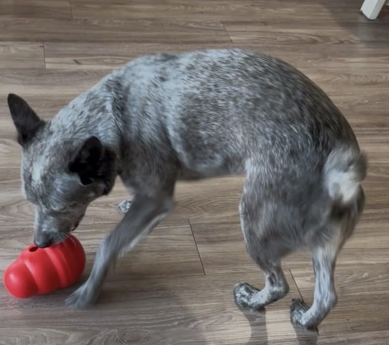 KONG Wobbler - Interactive Dog Toy for Treat Dispensing - Dog Slow Feeder for Healthy Eating - for Medium/Large Dogs customer photo 1