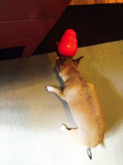KONG Wobbler - Interactive Dog Toy for Treat Dispensing - Dog Slow Feeder for Healthy Eating - for Medium/Large Dogs customer photo 2
