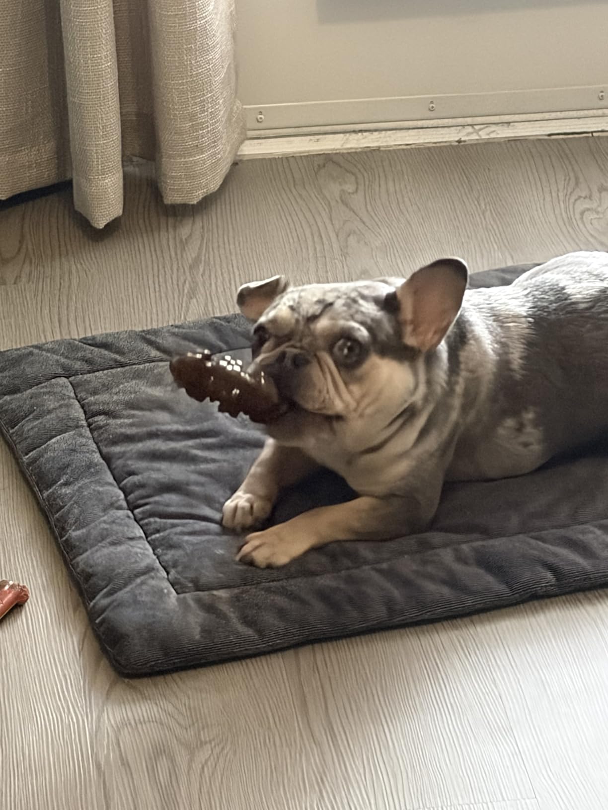 Nylabone Textured Ring Power Chew Toy for Large Dogs, Durable Dog Toys for Aggressive Chewers, Strong Dog Chew Bones To Keep Them Busy, Flavor Medley, X-Large - 50+ lbs, 1 Count customer photo 1