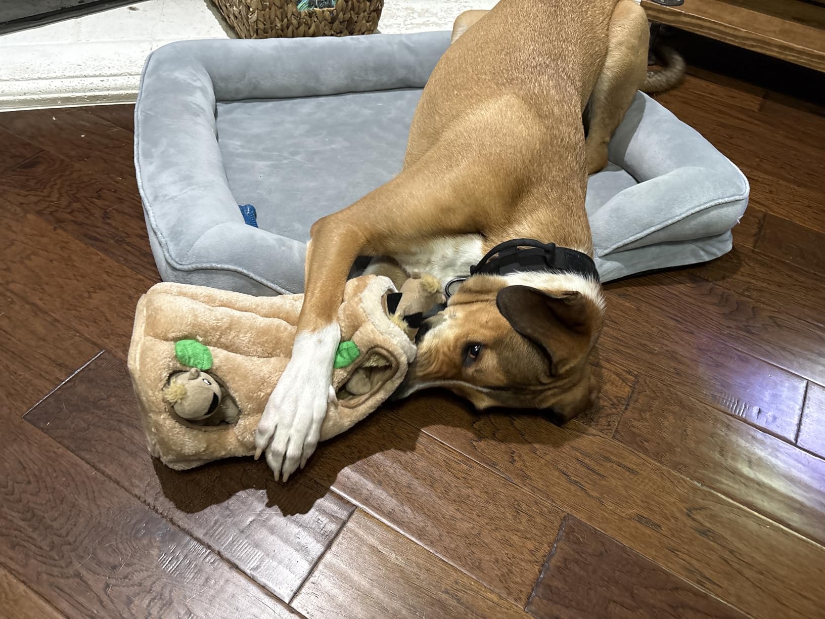 Outward Hound Hide-A-Squirrel Dog Toy customer photo 1