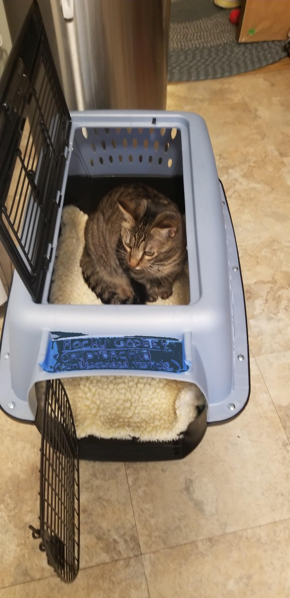 Petmate Dog Crates for Small Dogs & Cat Carriers, Two-Door Plastic Pet Kennel, Top & Front Loading, Made in USA, 24
