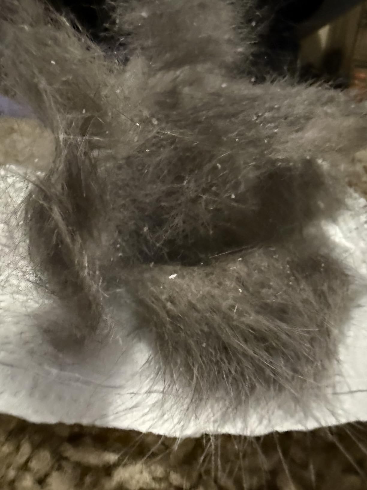 Hartz Groomer's Best Small Slicker Brush for Cats and Small Dogs, Black/Violet, 1 Count customer photo 1