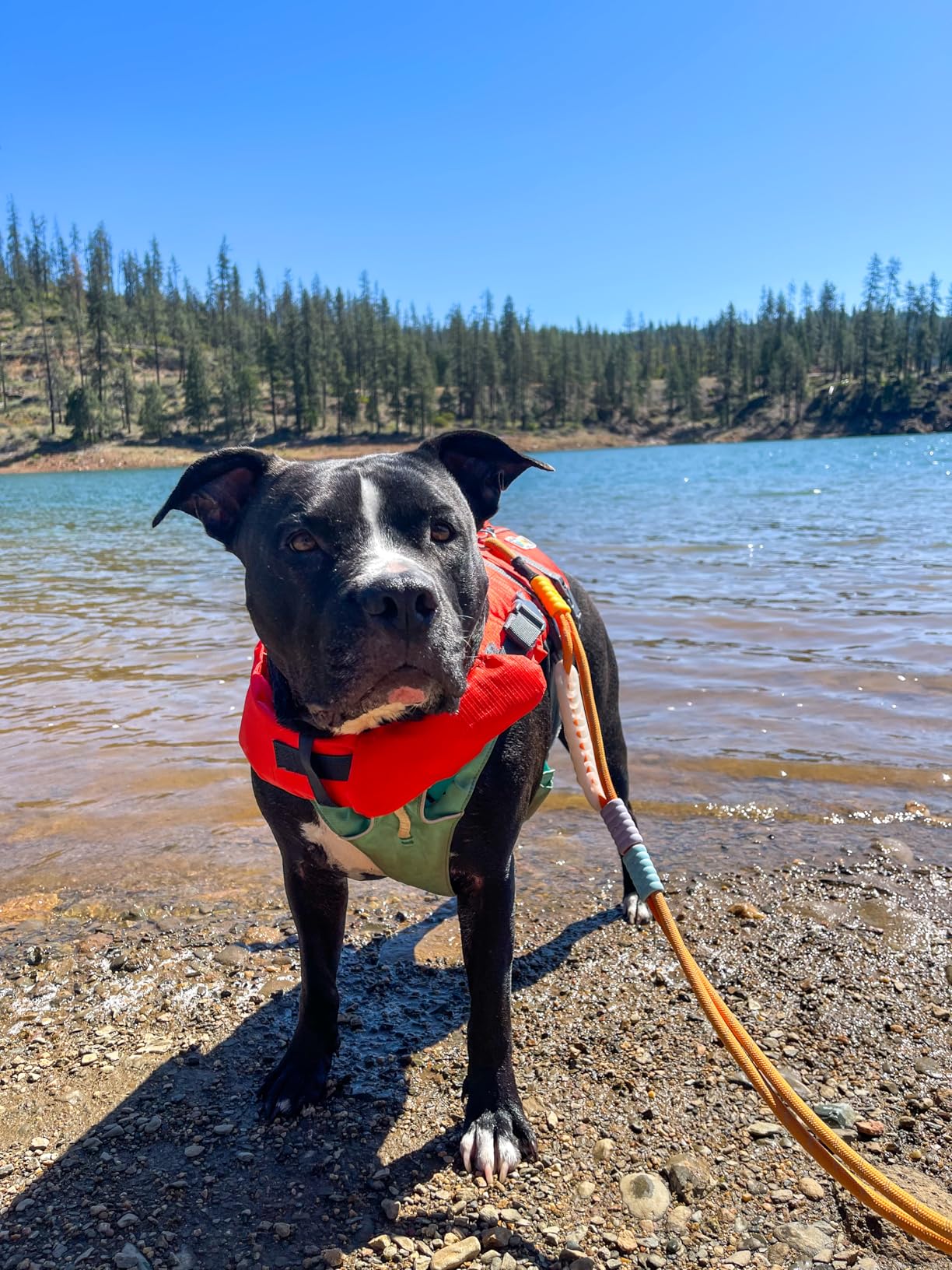 Outward Hound Granby Splash Orange Dog Life Jacket, Large customer photo 2