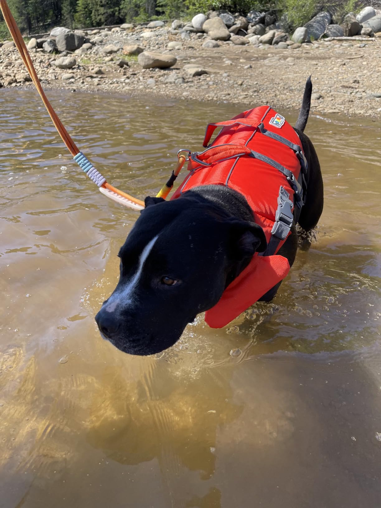 Outward Hound Granby Splash Orange Dog Life Jacket, Medium customer photo 2
