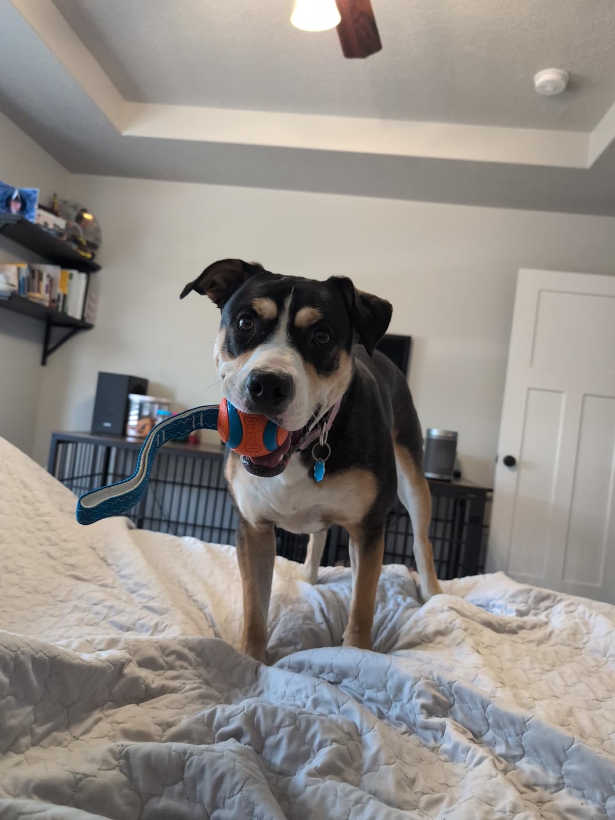 Chuckit! Ultra Tug Dog Toy, Small Fetch and Dog Ball Tug Toy for Dogs 0-20 Pounds customer photo 1