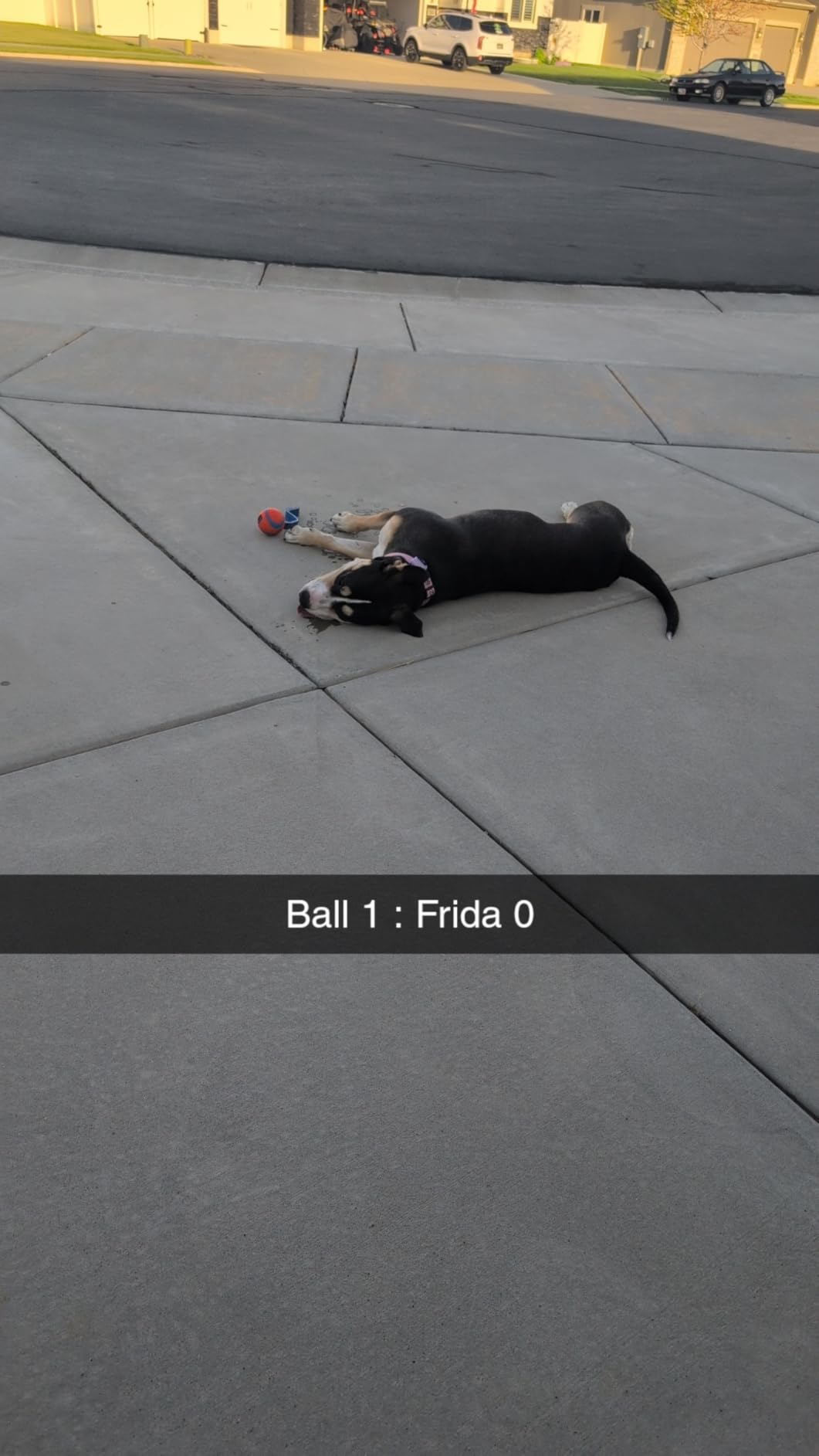 Chuckit! Ultra Tug Dog Toy, Small Fetch and Dog Ball Tug Toy for Dogs 0-20 Pounds customer photo 2
